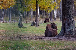 <span class="mw-page-title-main">Prioksko-Terrasny Nature Reserve</span> Strict nature reserve in Moscow Oblast, Russia