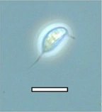 <i>Amastigomonas</i> Genus of protozoa with two flagella