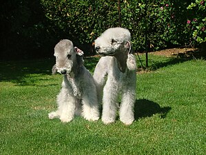 Bedlingtonterrier, 2009.