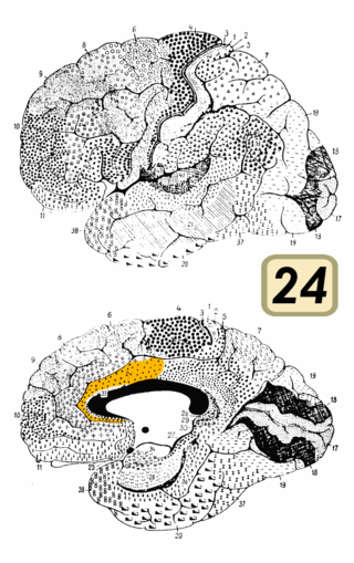 <span class="mw-page-title-main">Brodmann area 24</span> Brain area