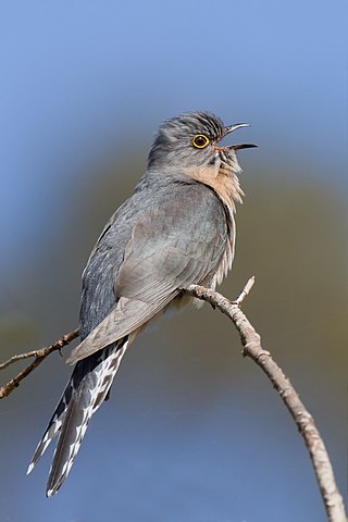 <span class="mw-page-title-main">Cuckoo</span> Family of birds