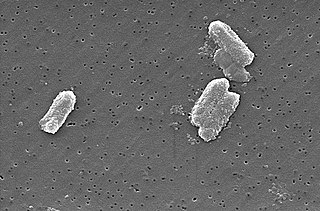 <i>Citrobacter</i> Genus of bacteria