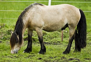 <span class="mw-page-title-main">Dølehest</span> Breed of horse