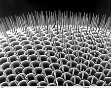 Vue en microscopie électronique d'un œil composé de drosophile