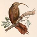   In Iconographie ornithologique, by Marc Athanase Parfait Œillet Des Murs (1804-1878)