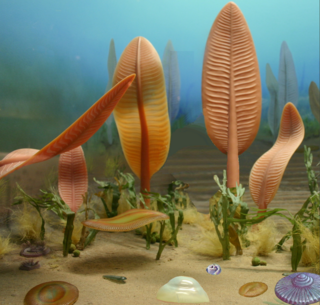 <span class="mw-page-title-main">Ediacaran biota</span> Life of the Ediacaran period