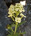 Erysimum wittmanii a1.jpg