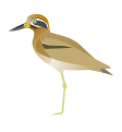 EsacusRecurvirostris (Great thick-knee)