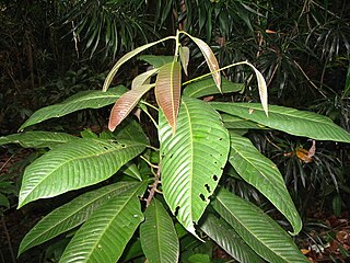 <i>Eusideroxylon zwageri</i> Species of tree