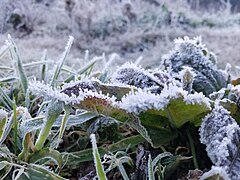 Frost on grass in Ranu Pani, East Java, Indonesia