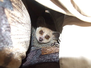 <span class="mw-page-title-main">Grant's bushbaby</span> Species of primate