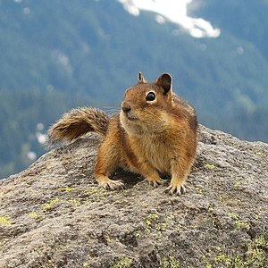 Golden-Mantled Ground Squirrel