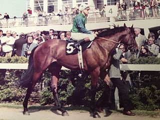 <span class="mw-page-title-main">Pat Eddery</span> Irish champion jockey (1952–2015)