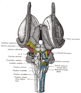 <span class="mw-page-title-main">Cochlear nucleus</span> Two cranial nerve nuclei of the human brainstem