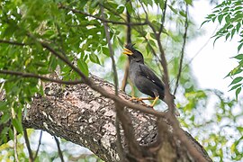 At Koshi Tappu Wildlife Reserve, Nepal