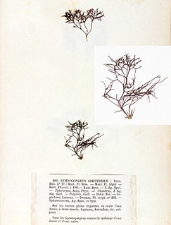 <i>Gymnogongrus griffithsiae</i> Species of seaweed