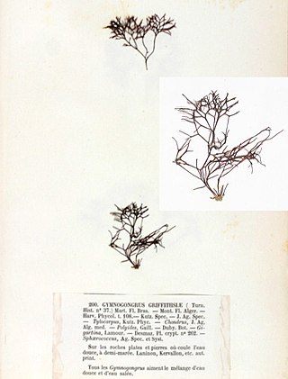 <i>Gymnogongrus griffithsiae</i> Species of seaweed