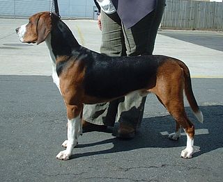 <span class="mw-page-title-main">Hamiltonstövare</span> Dog breed