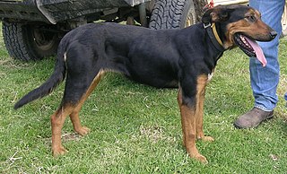 <span class="mw-page-title-main">Huntaway</span> Dog breed