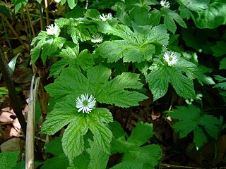 <span class="mw-page-title-main">Yellowroot</span> Index of plants with the same common name