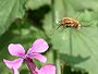 Judaspenning (Lunaria)