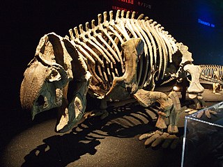 <i>Ischigualastia</i> Extinct genus of dicynodonts