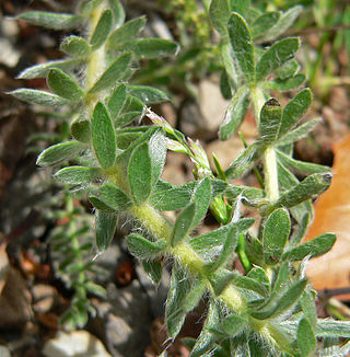 <i>Ivesia</i> Genus of flowering plants