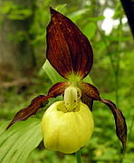 Cypripedium calceolus Type species