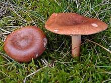 Männiriisikas Lactarius rufus