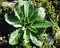 Laitue vireuse (Lactuca virosa).