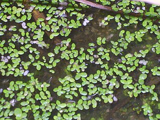 <i>Lemna perpusilla</i> Species of plant