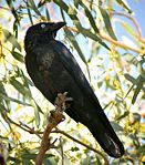 Mulgakråka (Corvus bennetti), Australien.