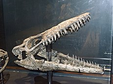 Photo d'un crâne fossile de couleur blanche exposé derrière une vitrine d'un musée.