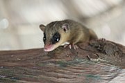 Gray opossum