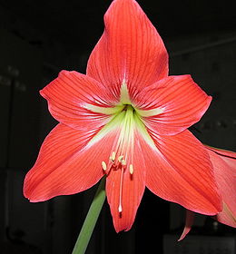 Meilenis (Hippeastrum)