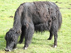 Molting Yak on the Tibetan Plateau.jpg