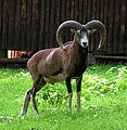 European mouflon