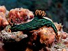 62 Commons:Picture of the Year/2011/R1/Nembrotha kubaryana (Nudibranch).jpg