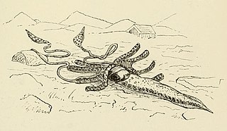 #33 (2/11/1874) Simplified illustration from George Tryon's Manual of Conchology (Tryon, 1879b:pl. 82 fig. 378), highlighting the strange morphology, on which Tryon opined: "The truncated arms and the gradually attenuating body, with very narrow fins extending along each side for half its length, are noticeable peculiarities, as is also the web connecting the arms; it is questionable, however, how much the engraving may be relied upon".[200]