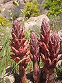 Orobanche rapum-genistae