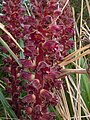 Orobanche variegata