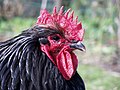 Primo piano della testa di un gallo Orpington Nero.