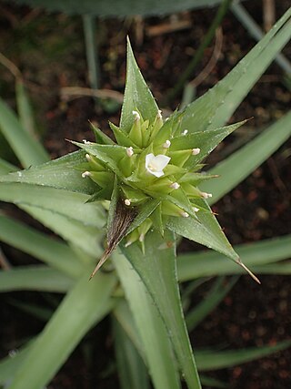 <i>Orthophytum</i> Genus of flowering plants