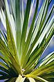 Pandanus Tree