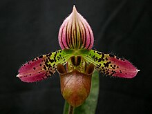 Paphiopedilum acmodontum Paphiopedilum acmodontum.jpg