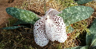 <i>Paphiopedilum bellatulum</i> Species of orchid