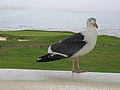 Pebble Beach Golf Links