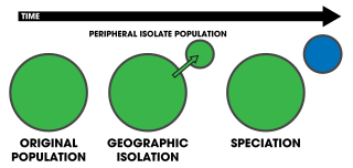 <span class="mw-page-title-main">Peripatric speciation</span> Speciation in which a new species is formed from an isolated smaller peripheral population