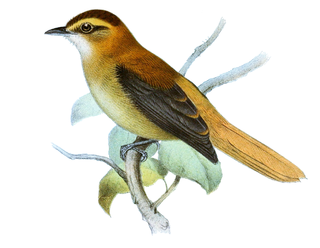 <span class="mw-page-title-main">Slaty-winged foliage-gleaner</span> Species of bird