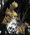 Foliage, cultivated, California